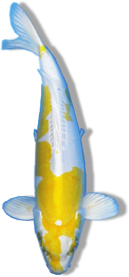 Doitsu Hariwake