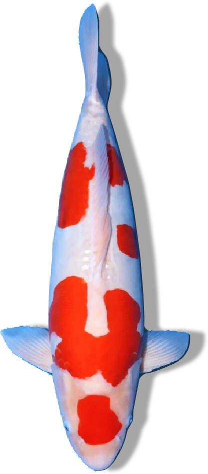 Doitsu Kohaku