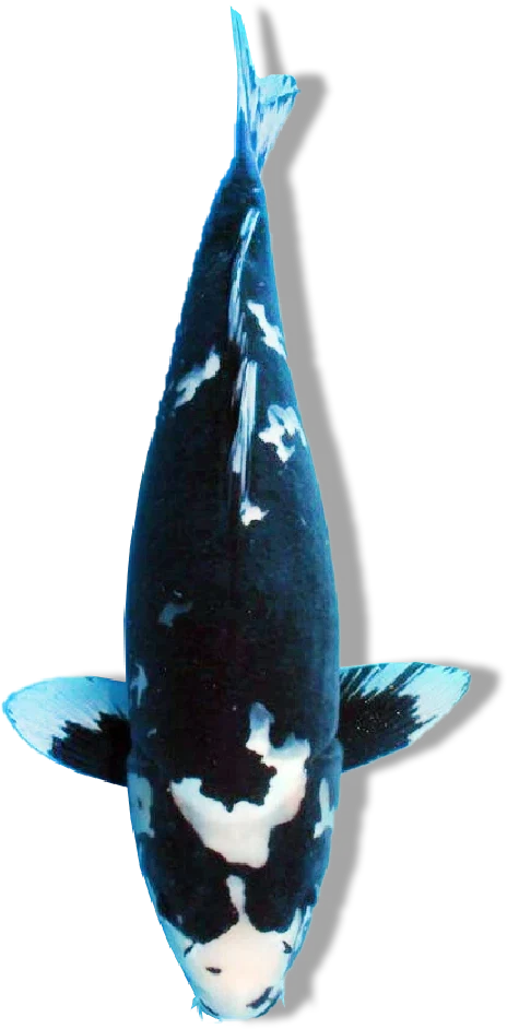 Hageshiro