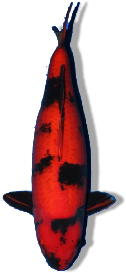 Hi Utsuri