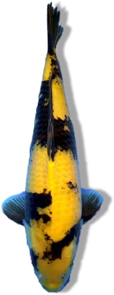 Ki Utsuri