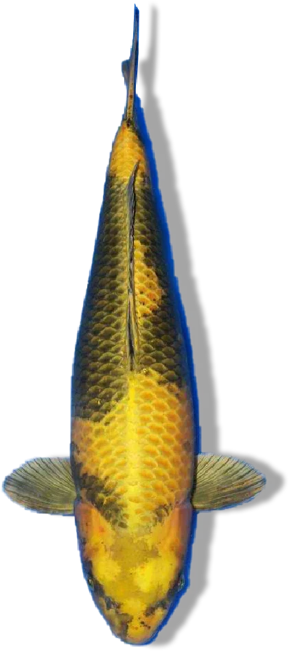Kin Ki Utsuri