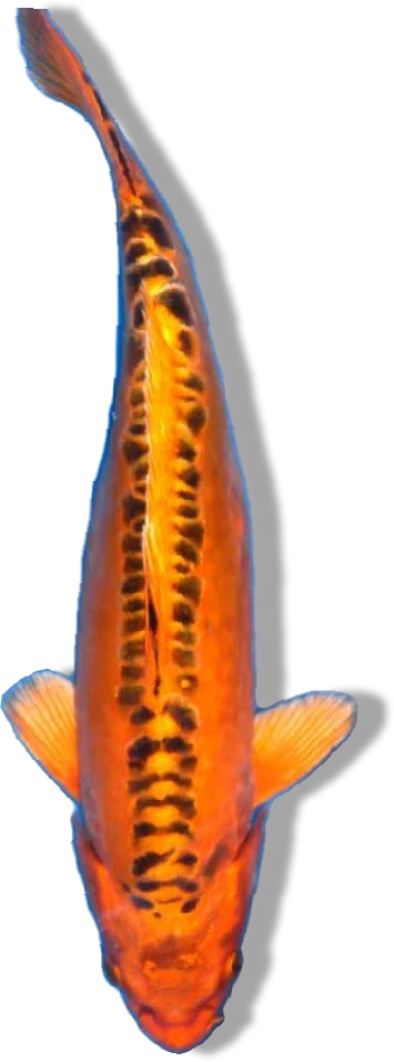 Mizu Ogon