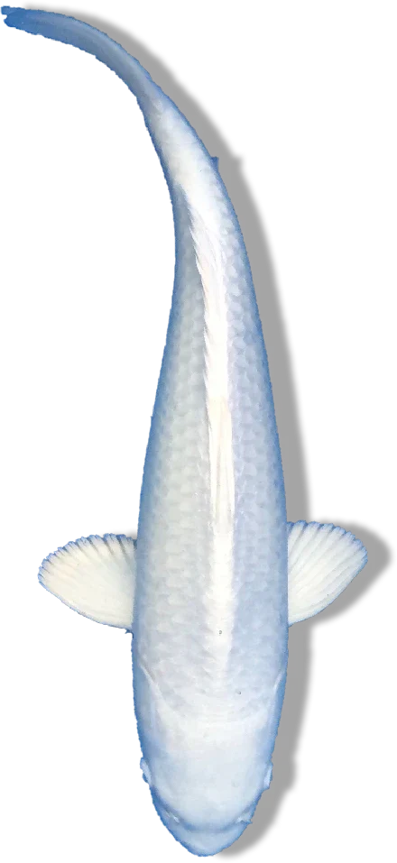 Platinum Ogon