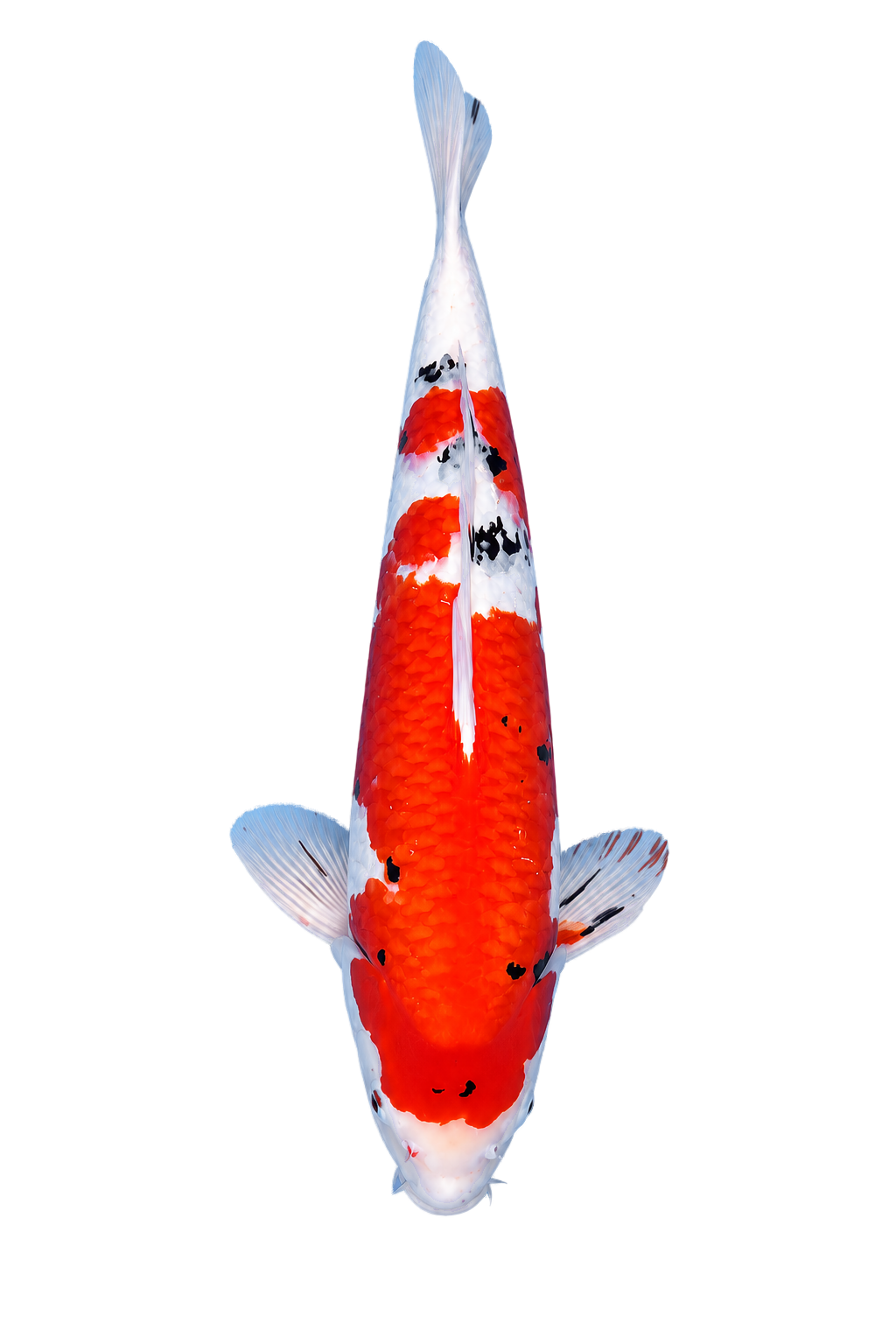 Sanke – Yagenji Koi Farm