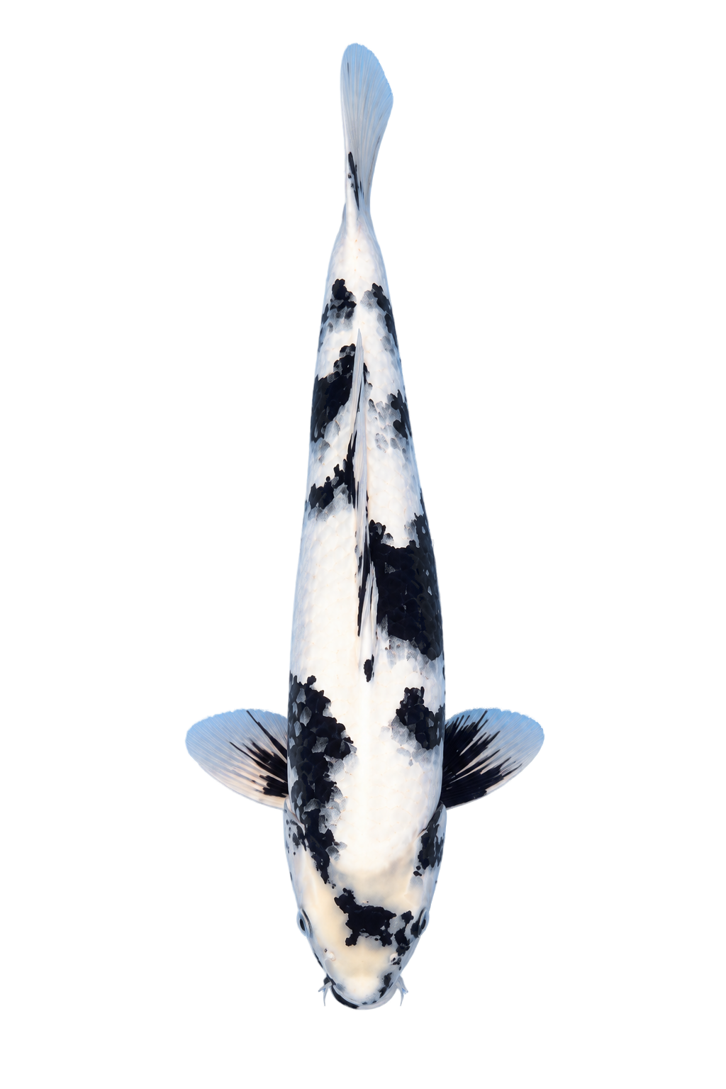 Showa – Yagenji Koi Farm