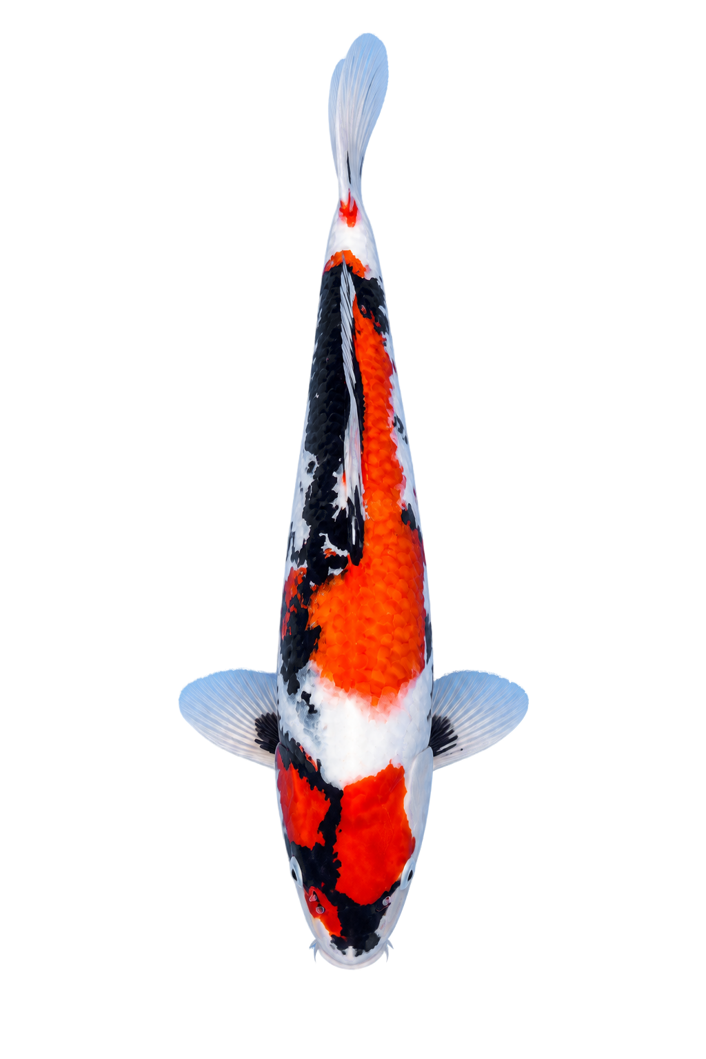Shiro Utsuri – Yagenji Koi Farm