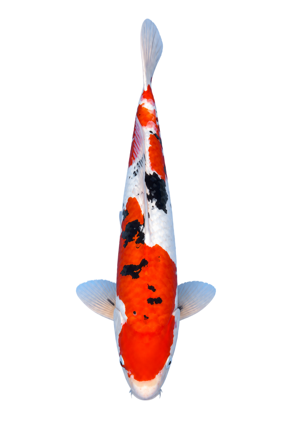 Doitsu Showa – Yagenji Koi Farm