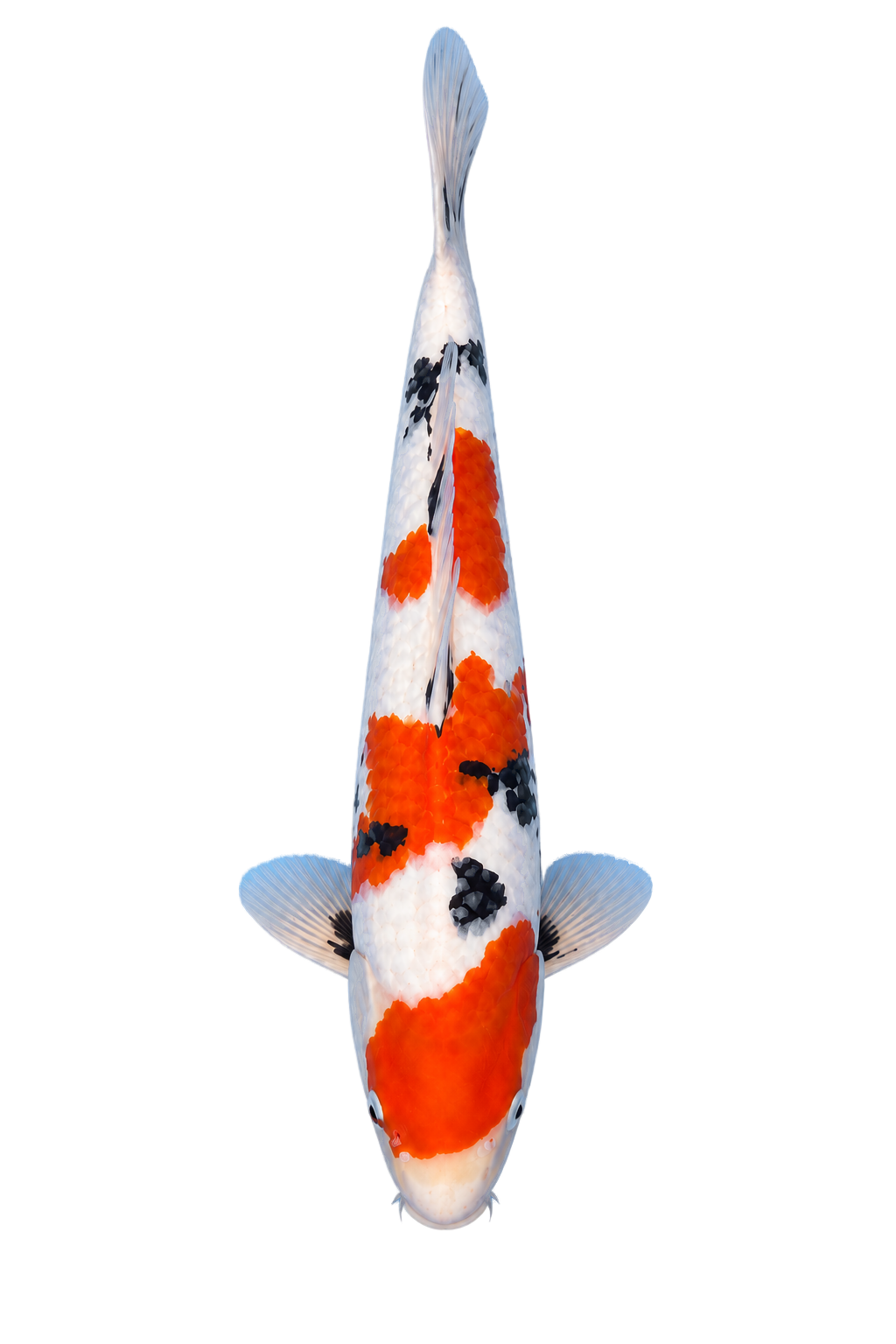 Sanke – Yagenji Koi Farm
