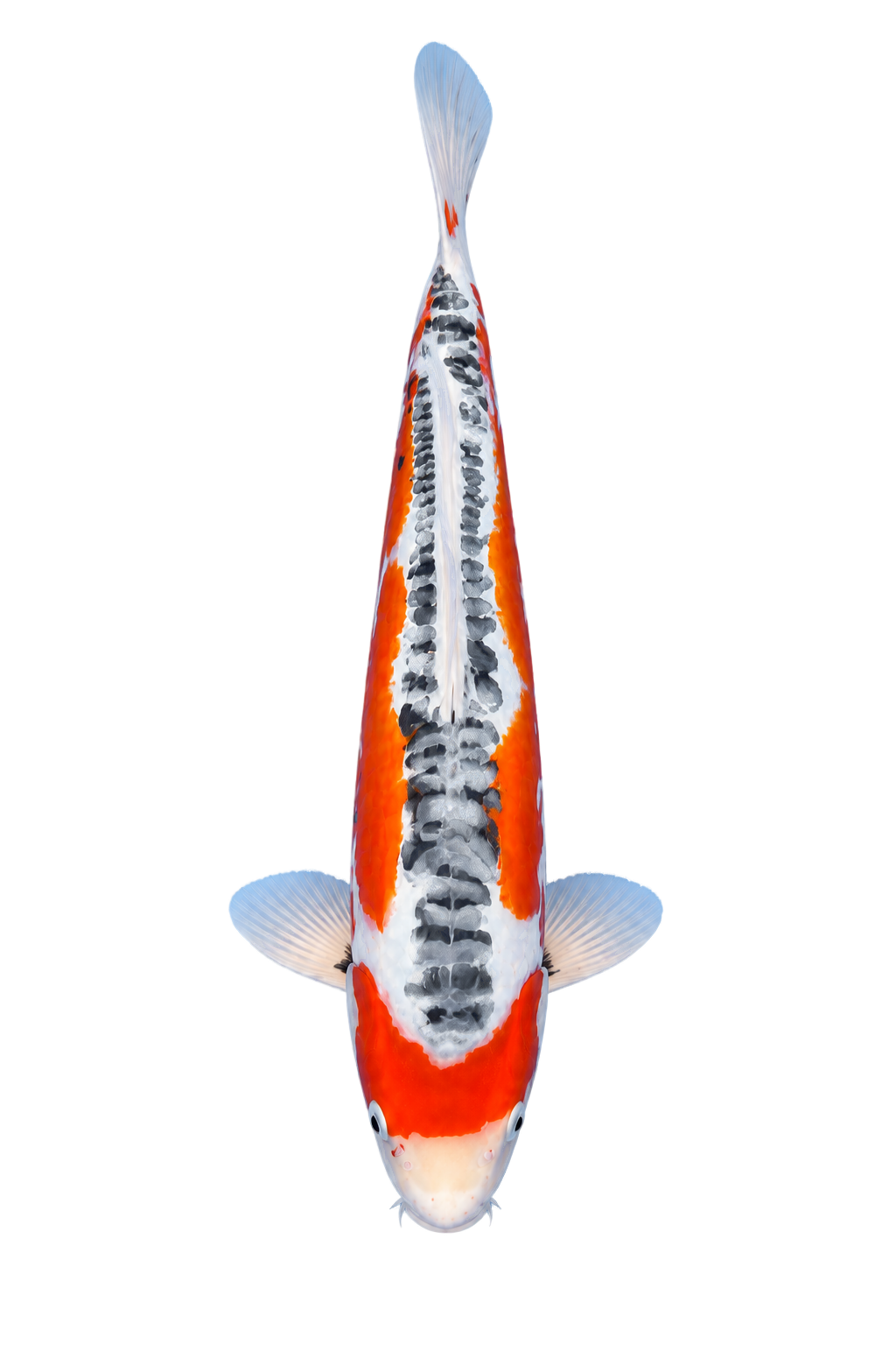 Shusui – Kawakami Koi Farm