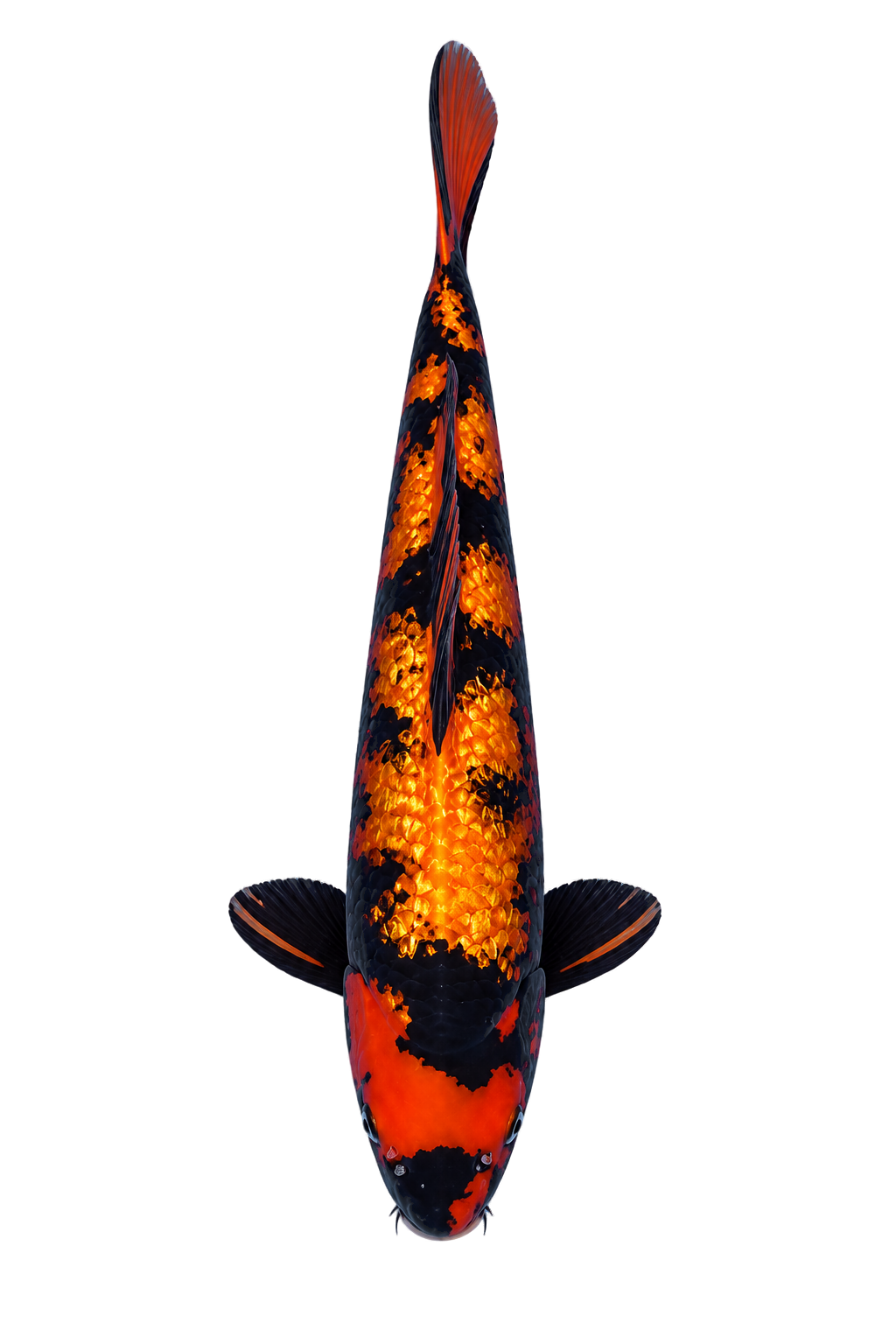 Ginrin Hi Utsuri – Koda Koi Farm