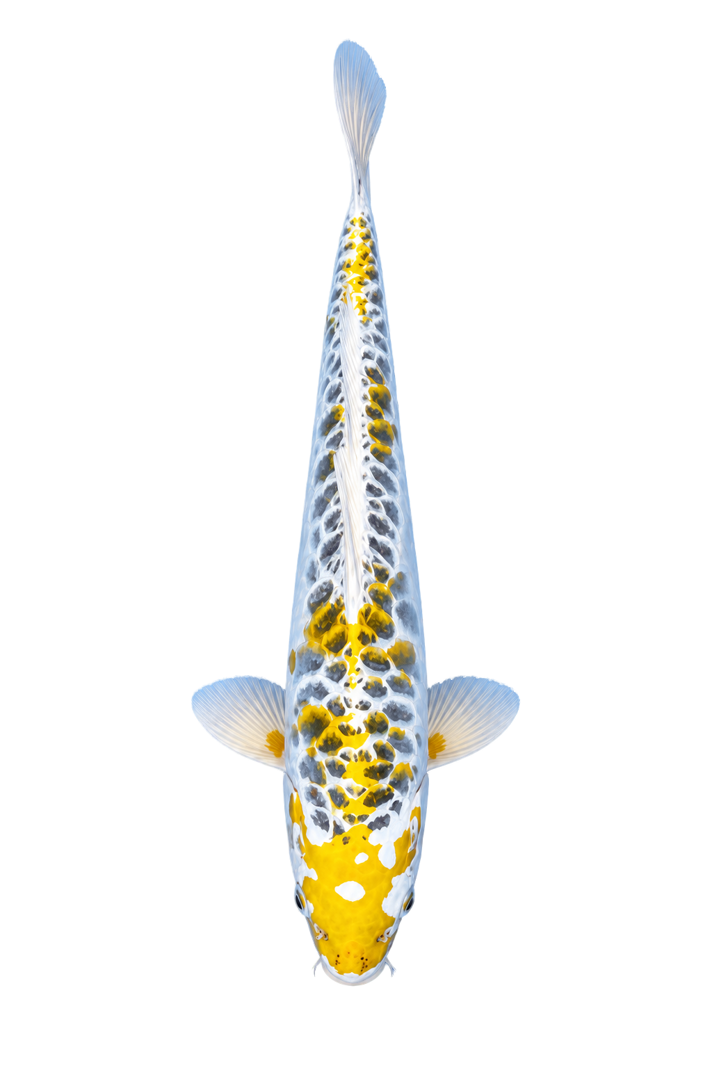 Ki Kujaku – Aokiya Koi Farm