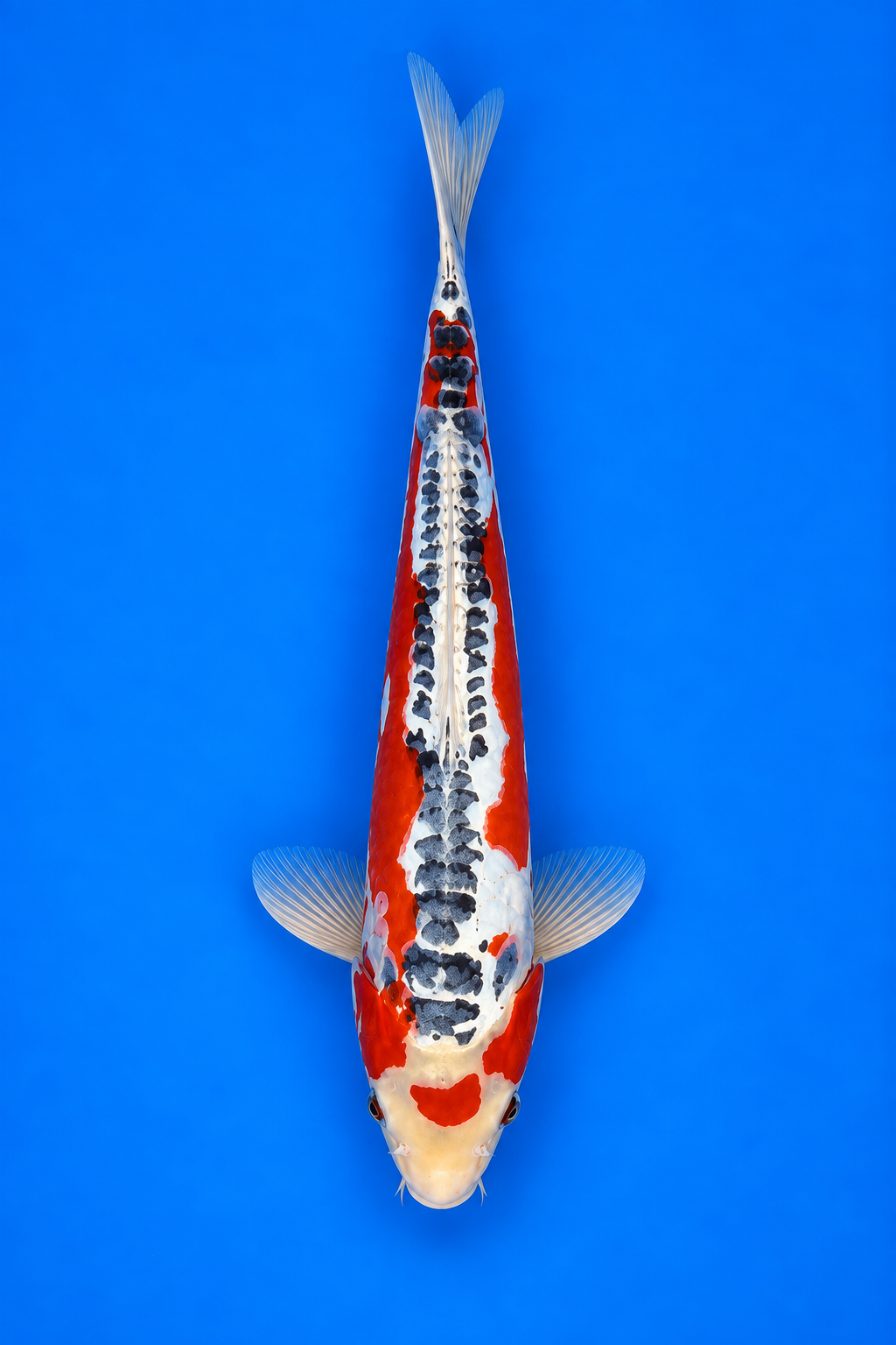 Shusui – Kawakami Koi Farm
