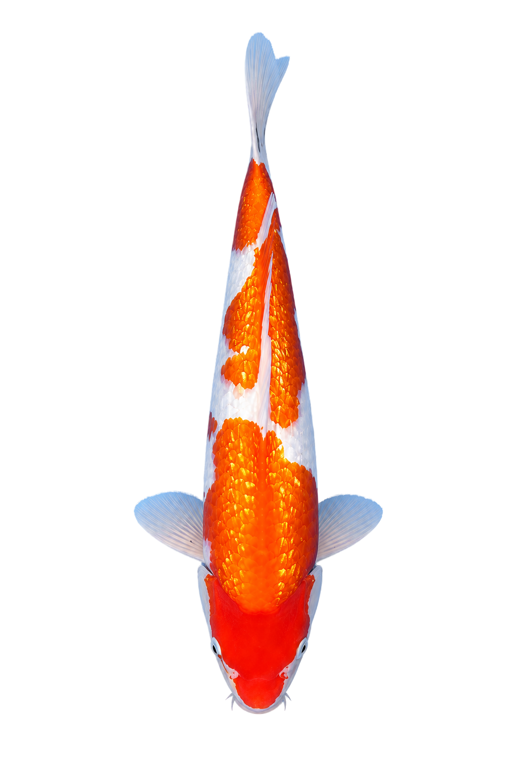 Ginrin Kohaku – Yagenji Koi Farm