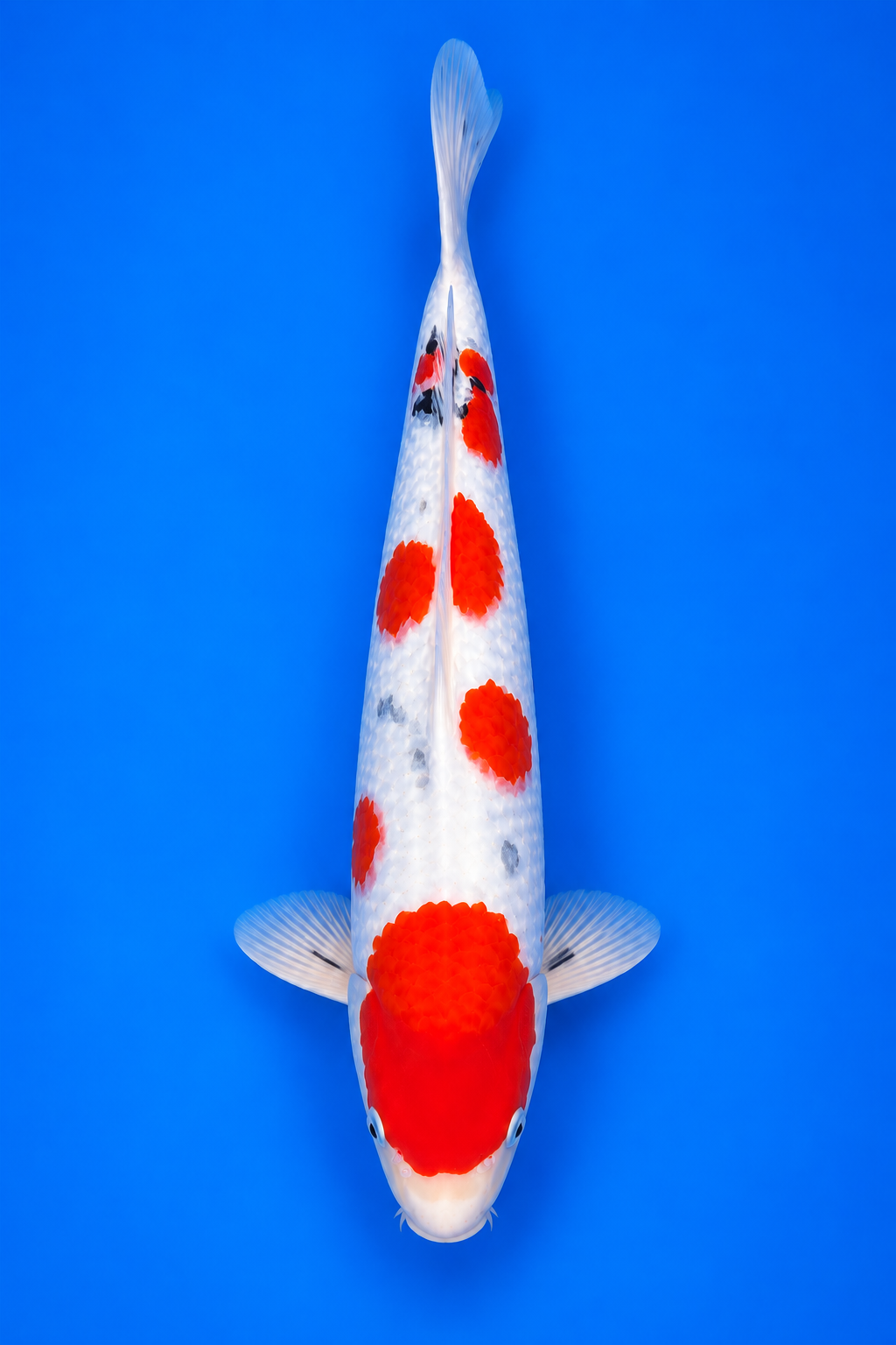 Sanke – Yagenji Koi Farm