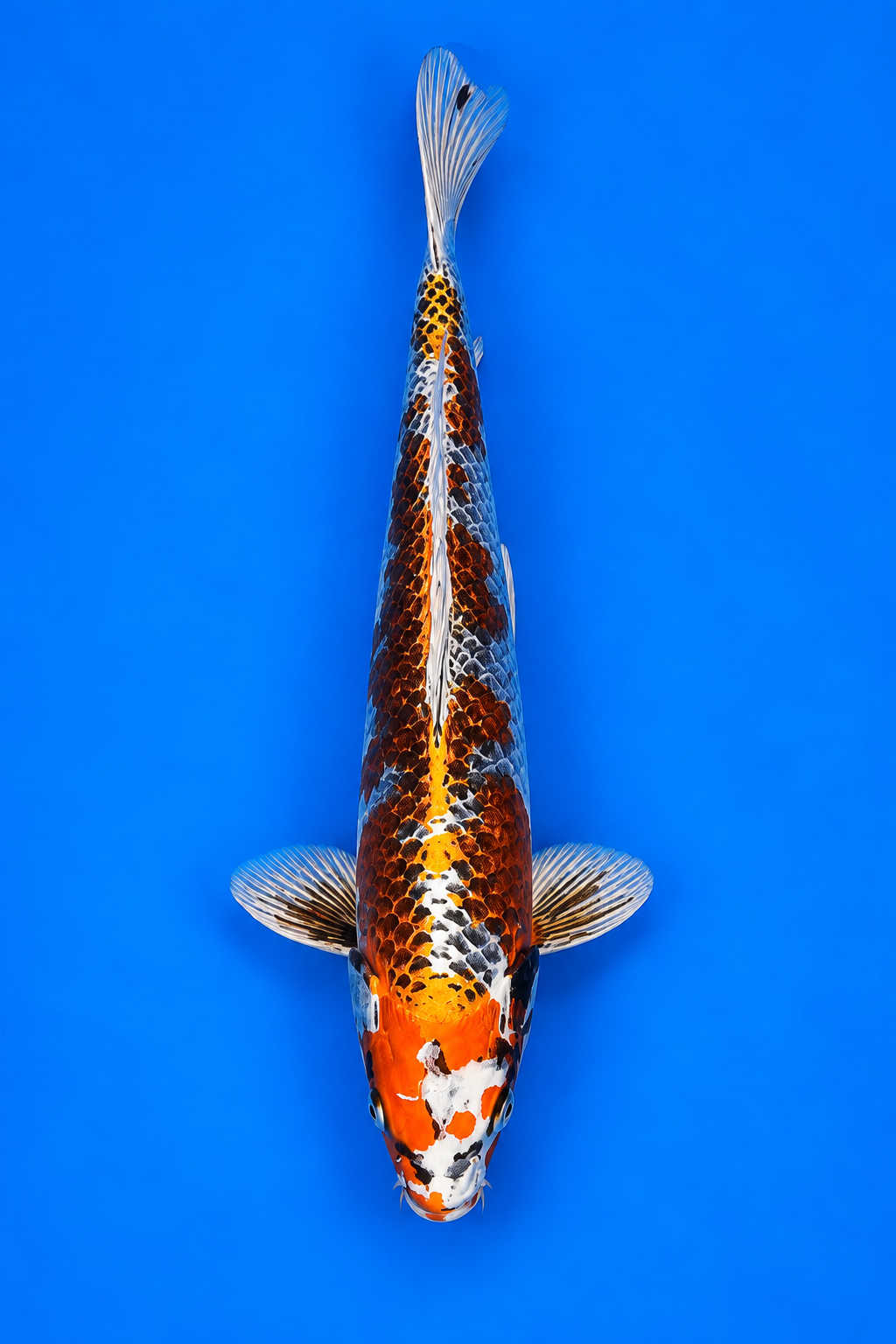 Kujaku – Kawakami Koi Farm