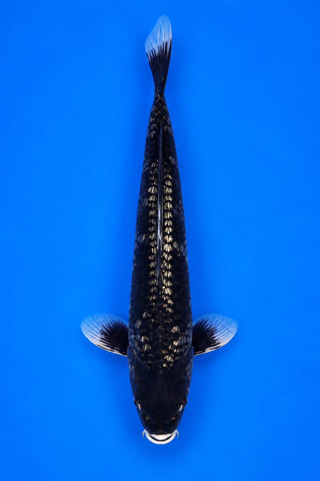 Ginrin Kumonryu – Takatatsu Koi Farm