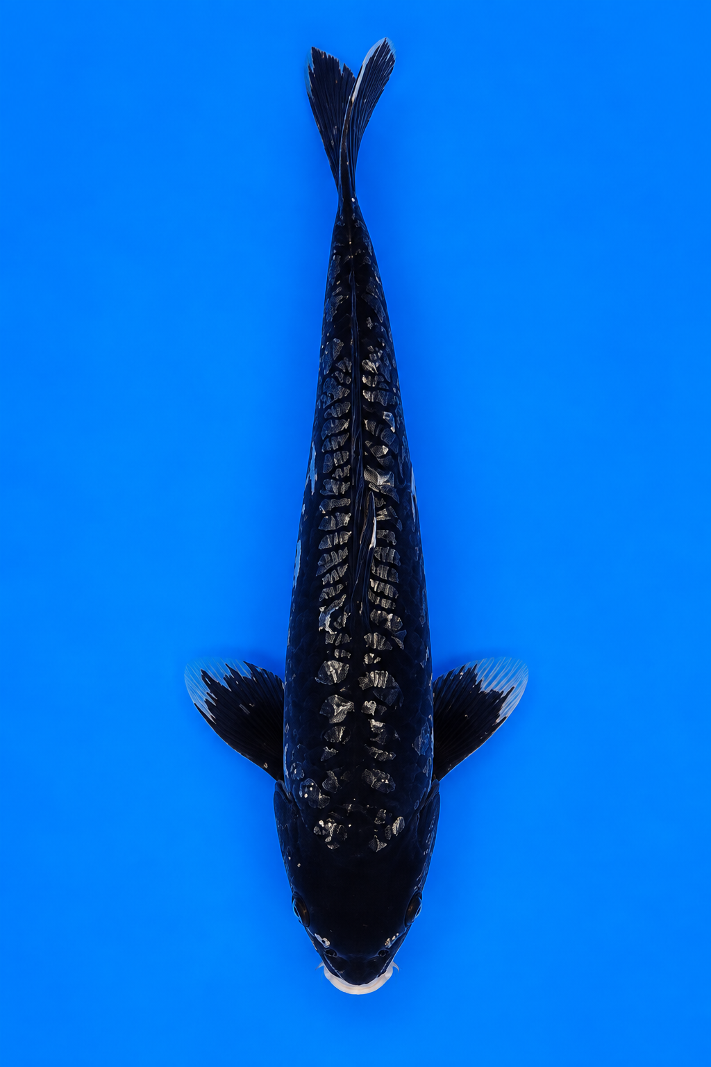 Ginrin Kumonryu – Takatatsu Koi Farm