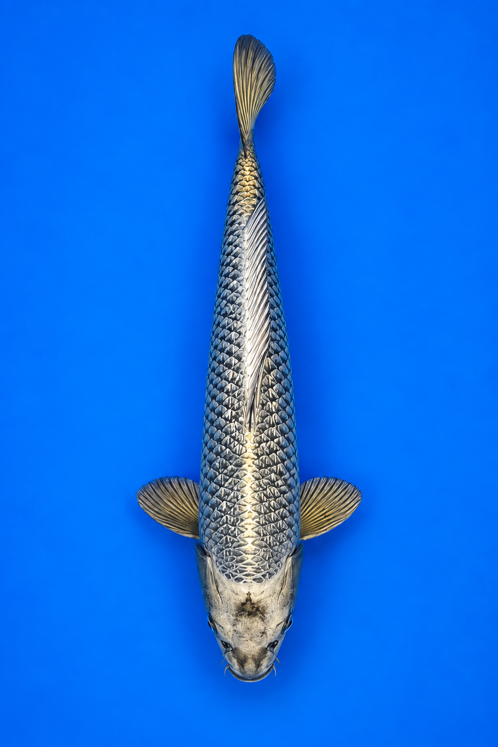 Kin Kabuto (Golden Kabuto) – Takatatsu Koi Farm