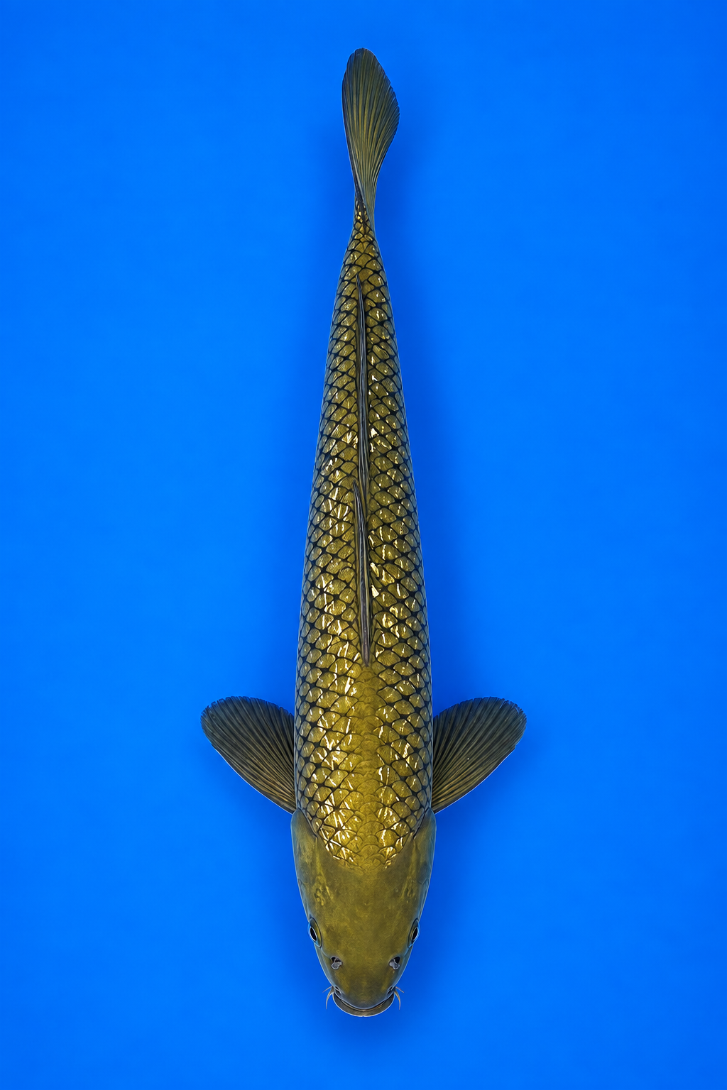 Ginrin Chagoi – Takatatsu Koi Farm