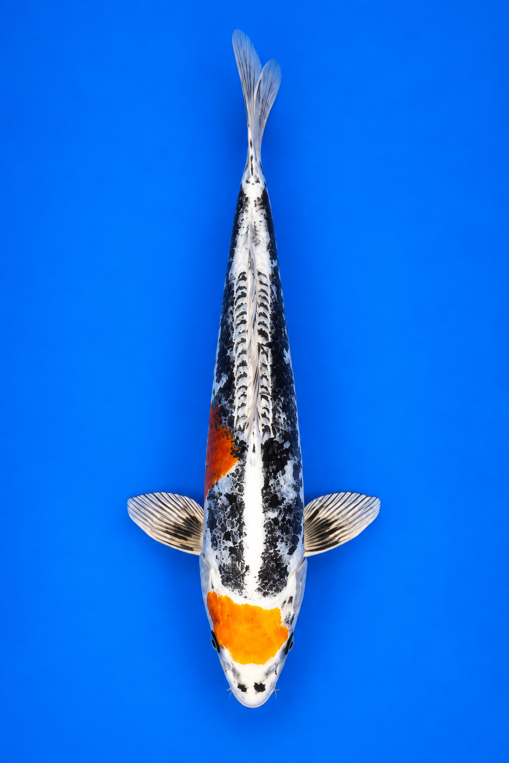 Beni Kikokuryu (Maruten) – Aokiya Koi Farm