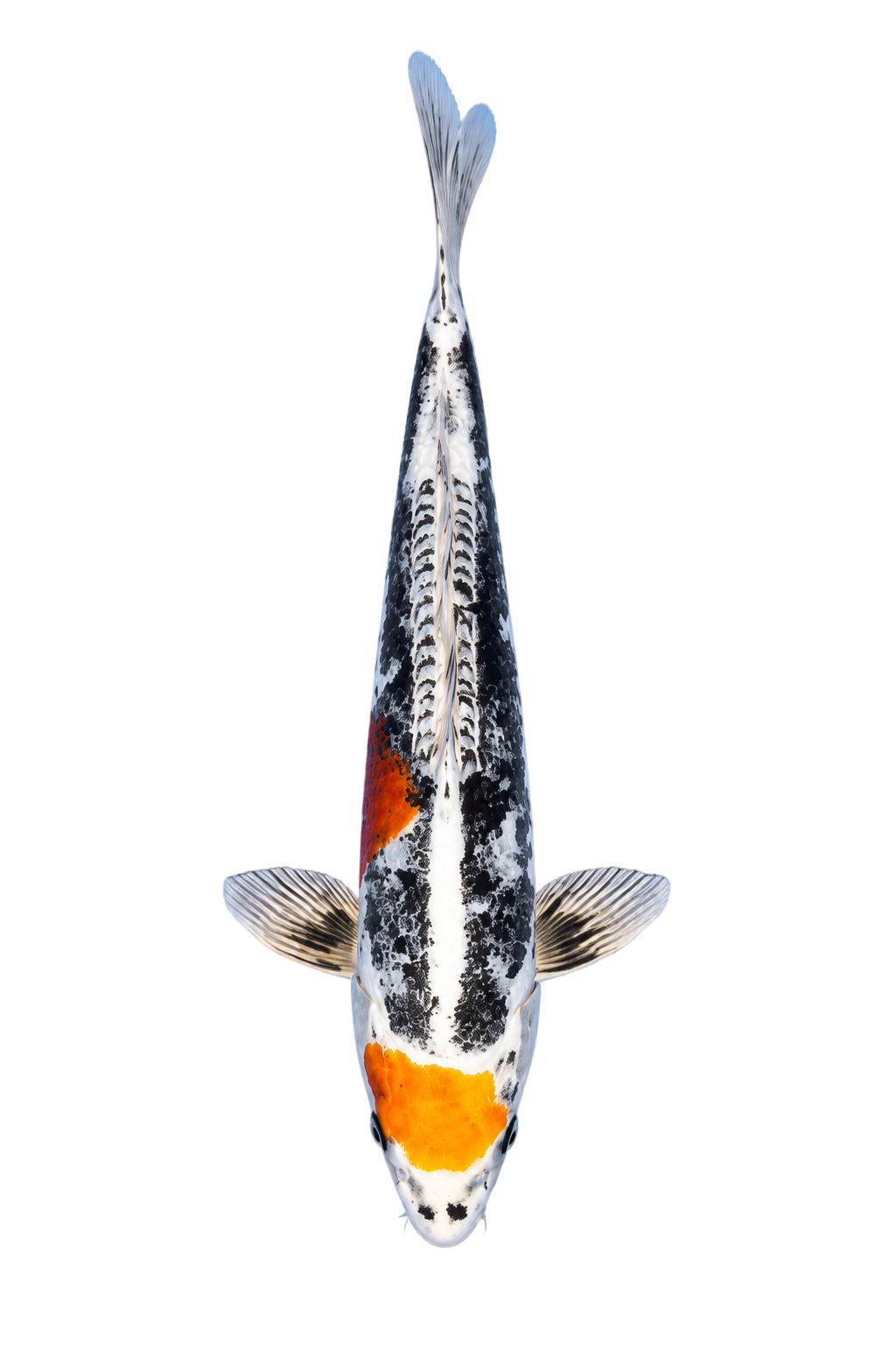 Beni Kikokuryu (Maruten) – Aokiya Koi Farm