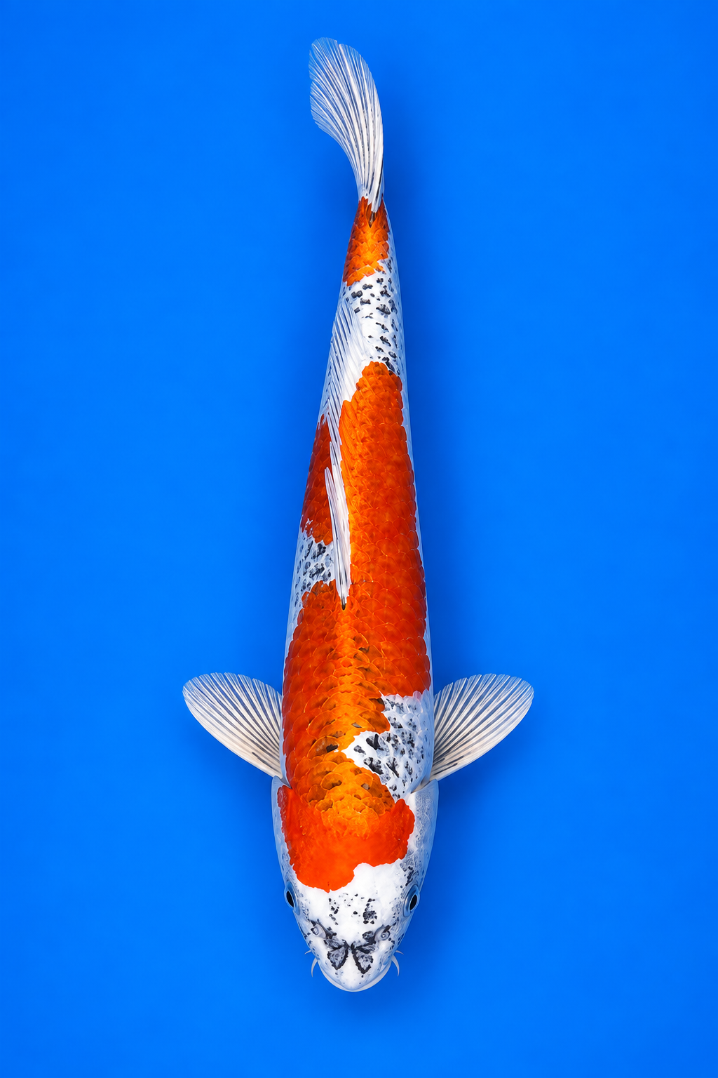 Kujaku – Kawakami Koi Farm