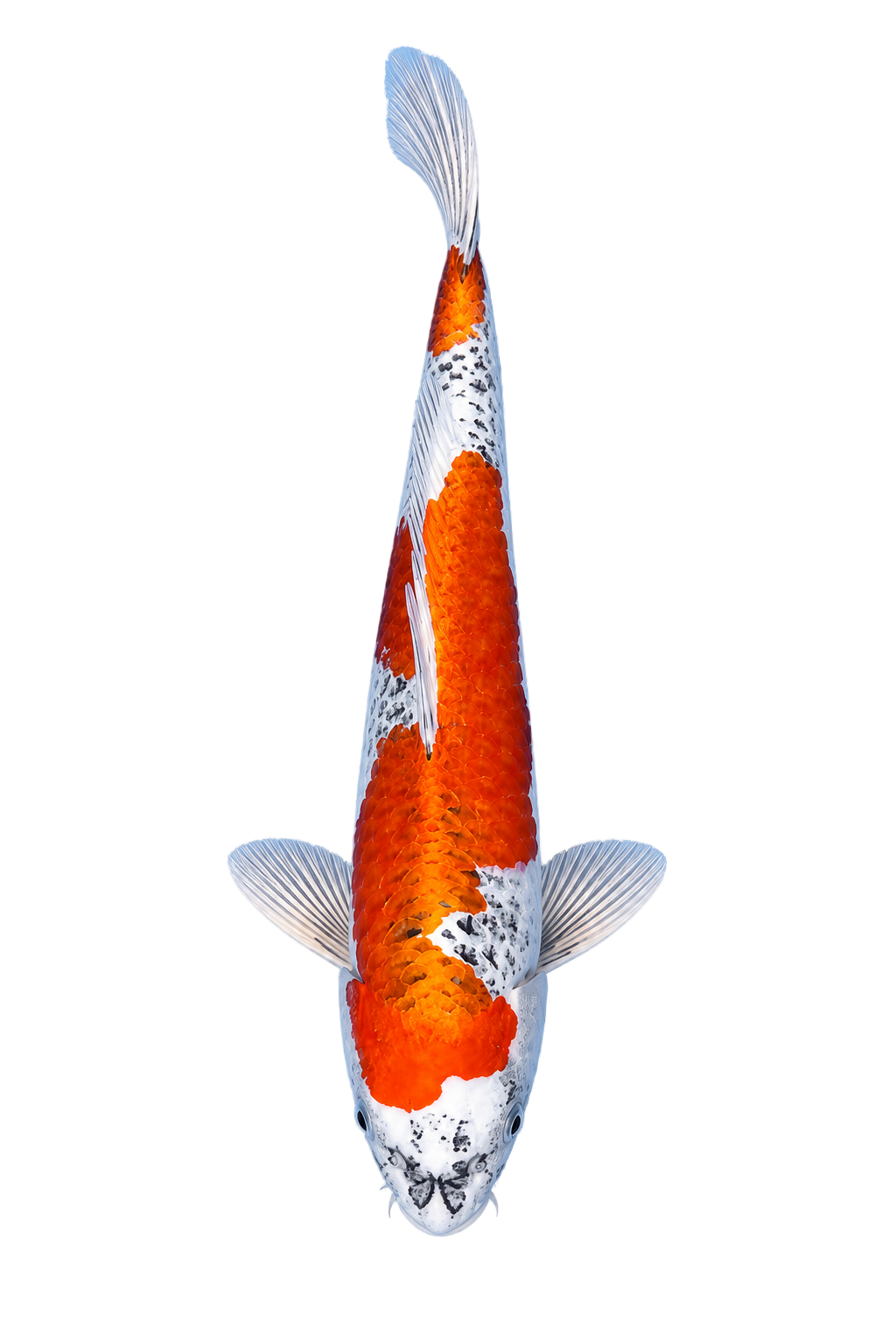 Kujaku – Kawakami Koi Farm