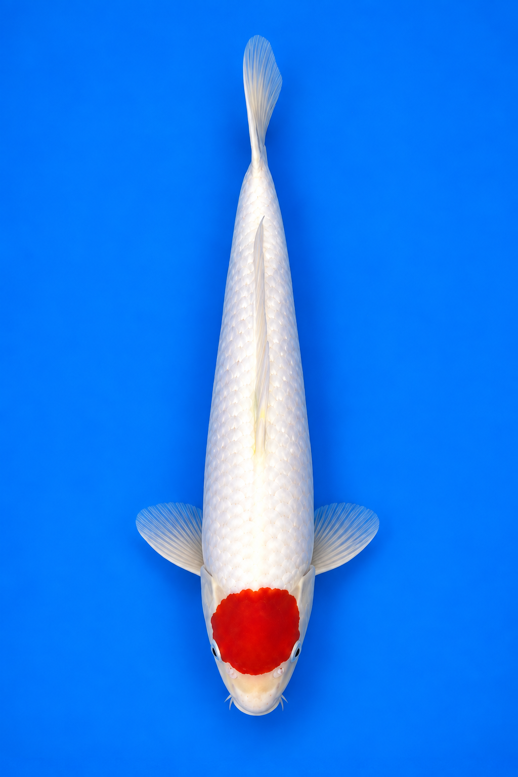 Tancho – Hoshikin Koi Farm