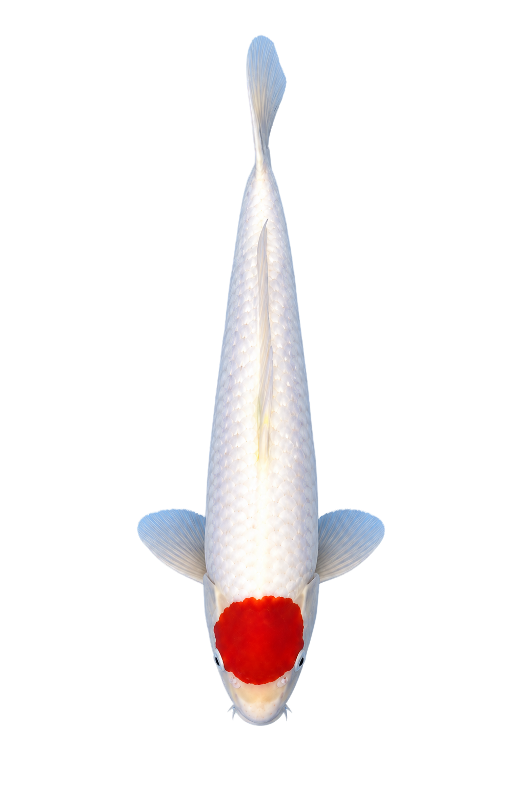 Tancho – Hoshikin Koi Farm