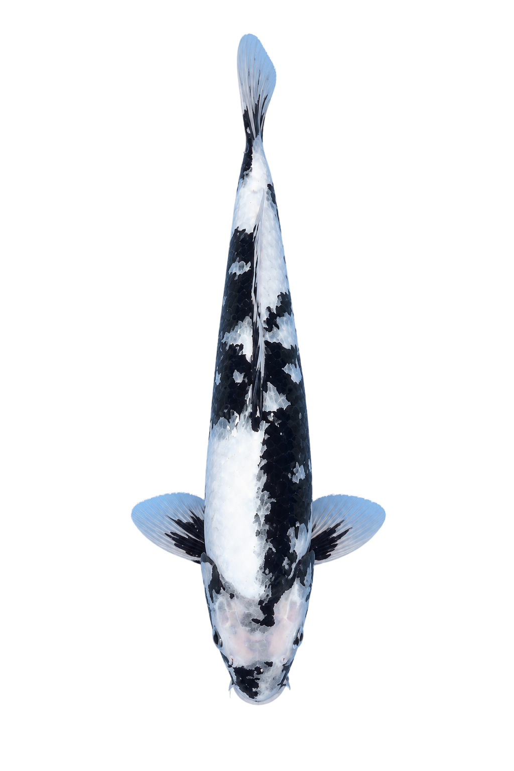 Shiro Utsuri – Yagenji Koi Farm