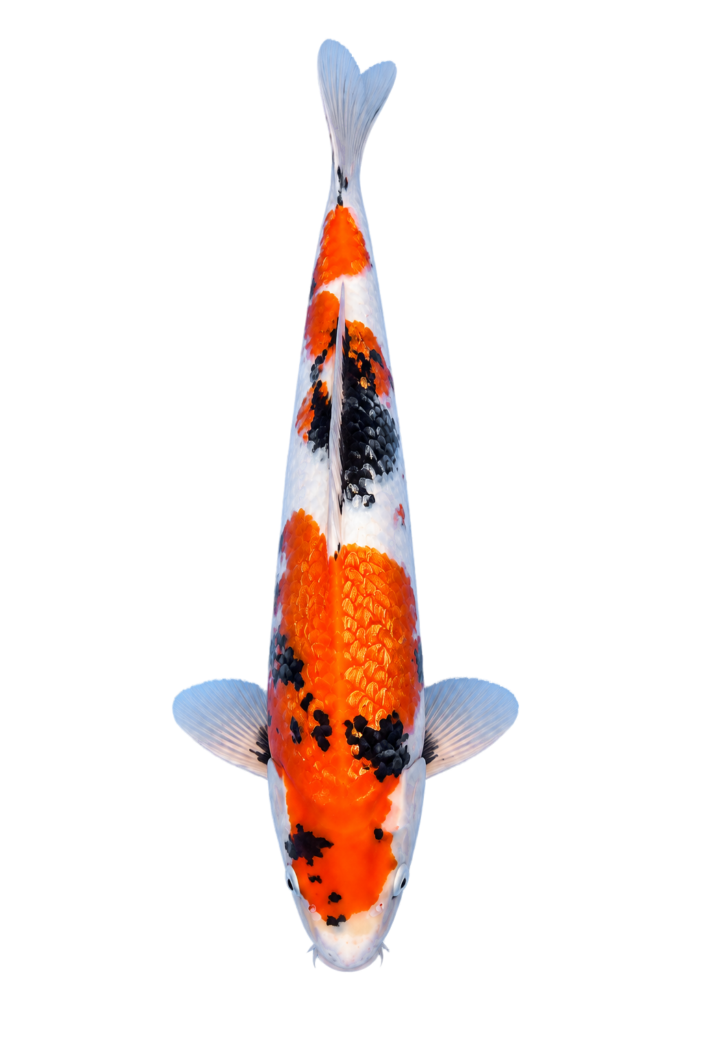 Ginrin Showa – Yagenji Koi Farm
