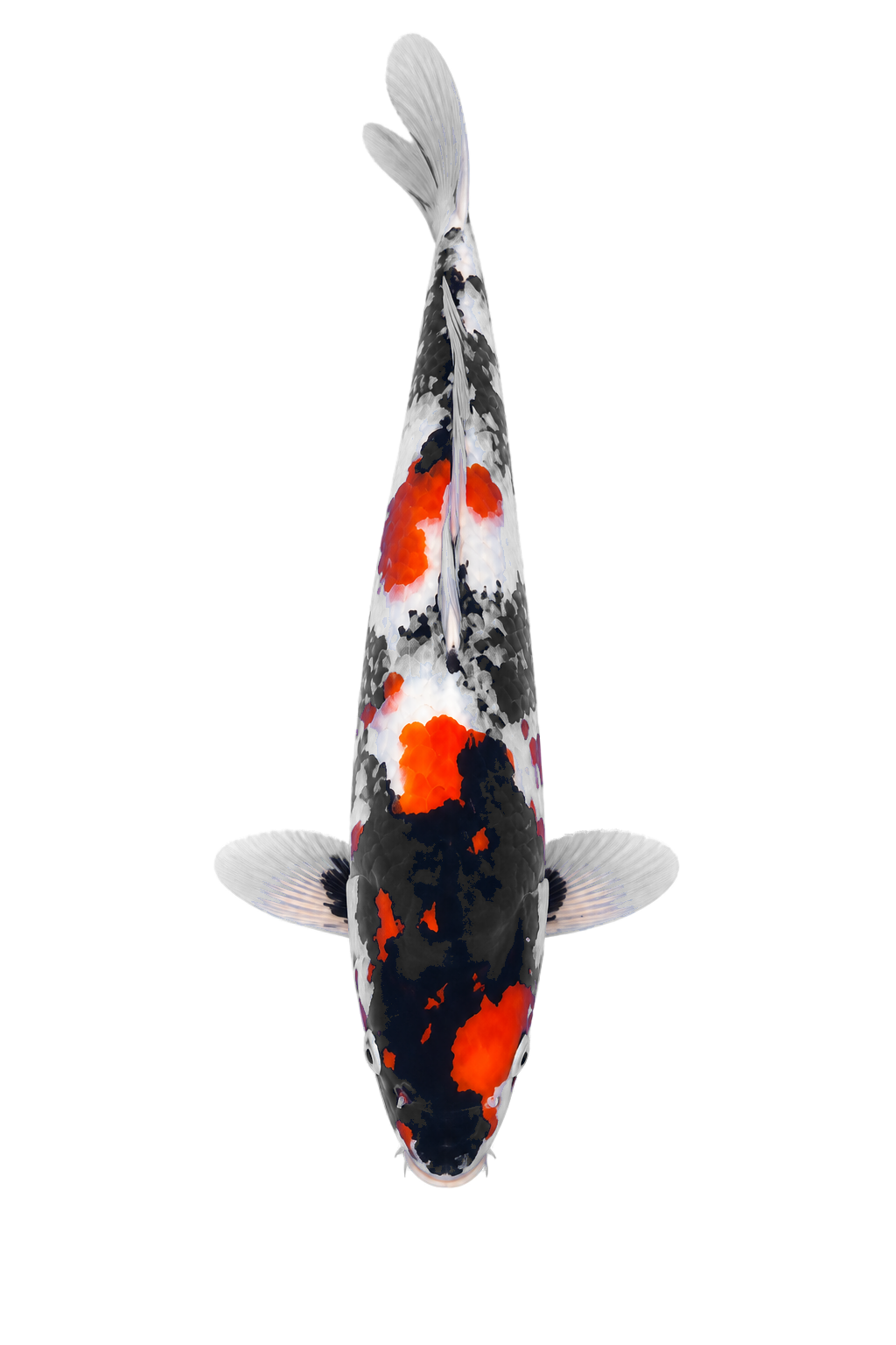 Showa – Yagenji Koi Farm