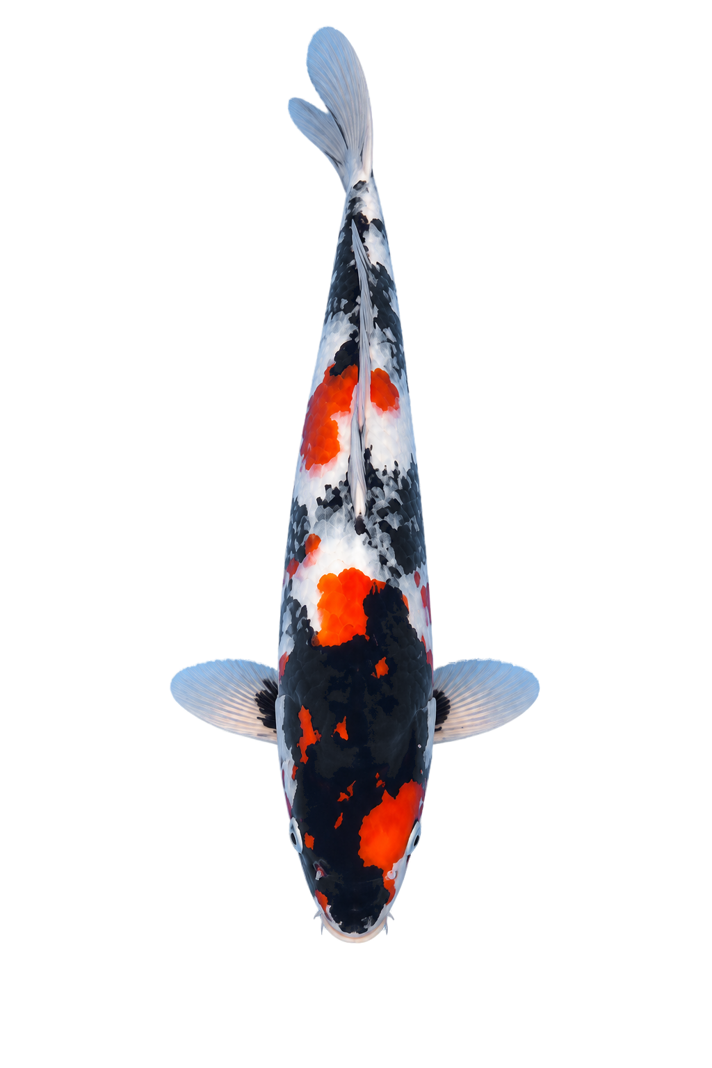 Showa – Yagenji Koi Farm