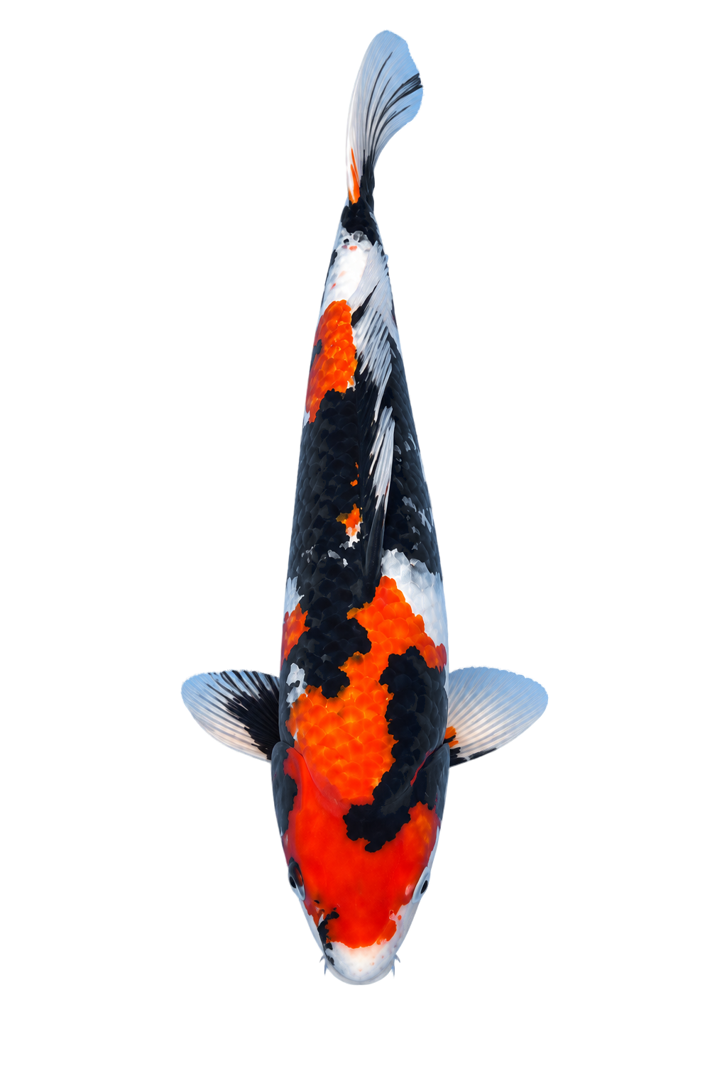Showa – Yagenji Koi Farm