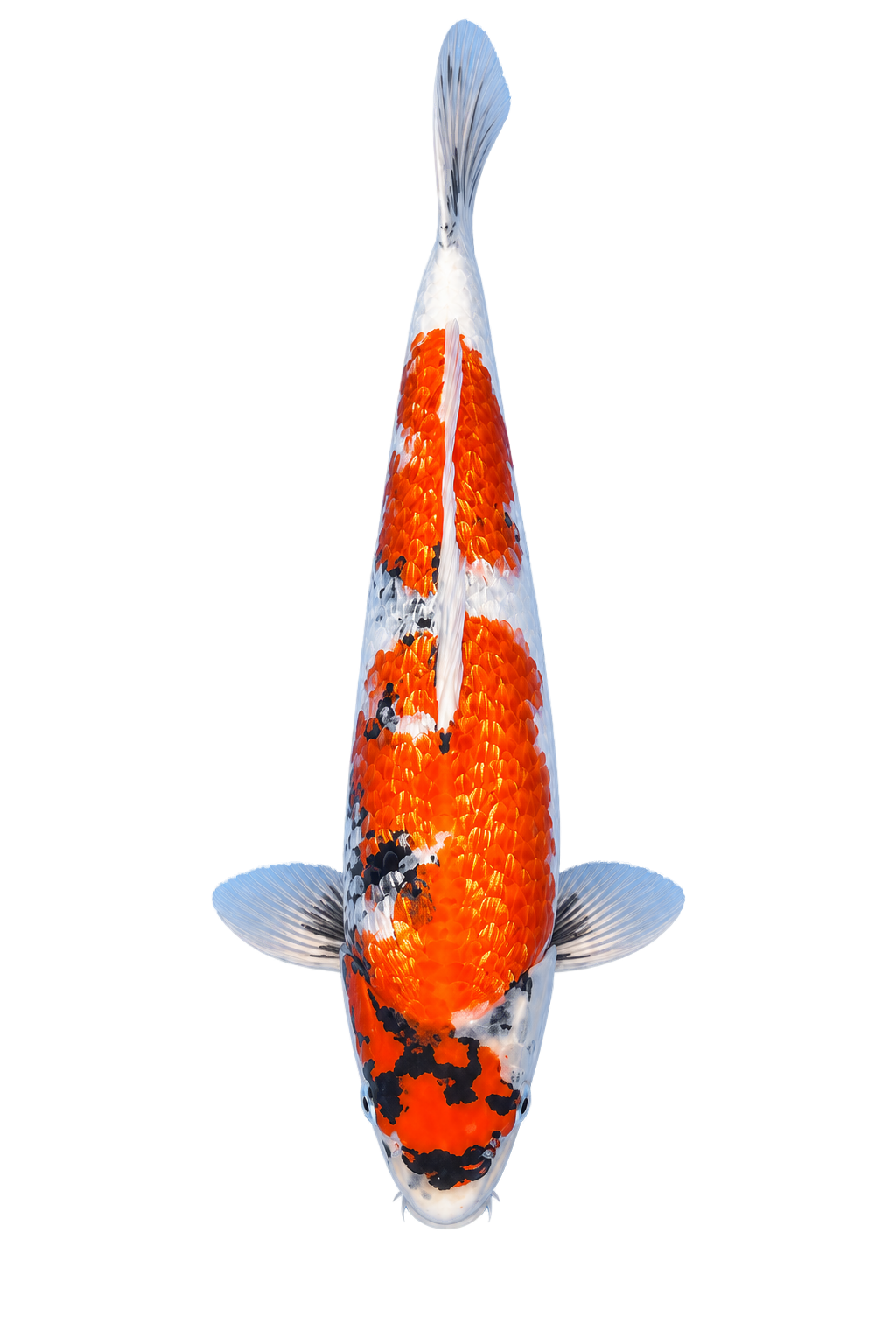 Showa – Yagenji Koi Farm