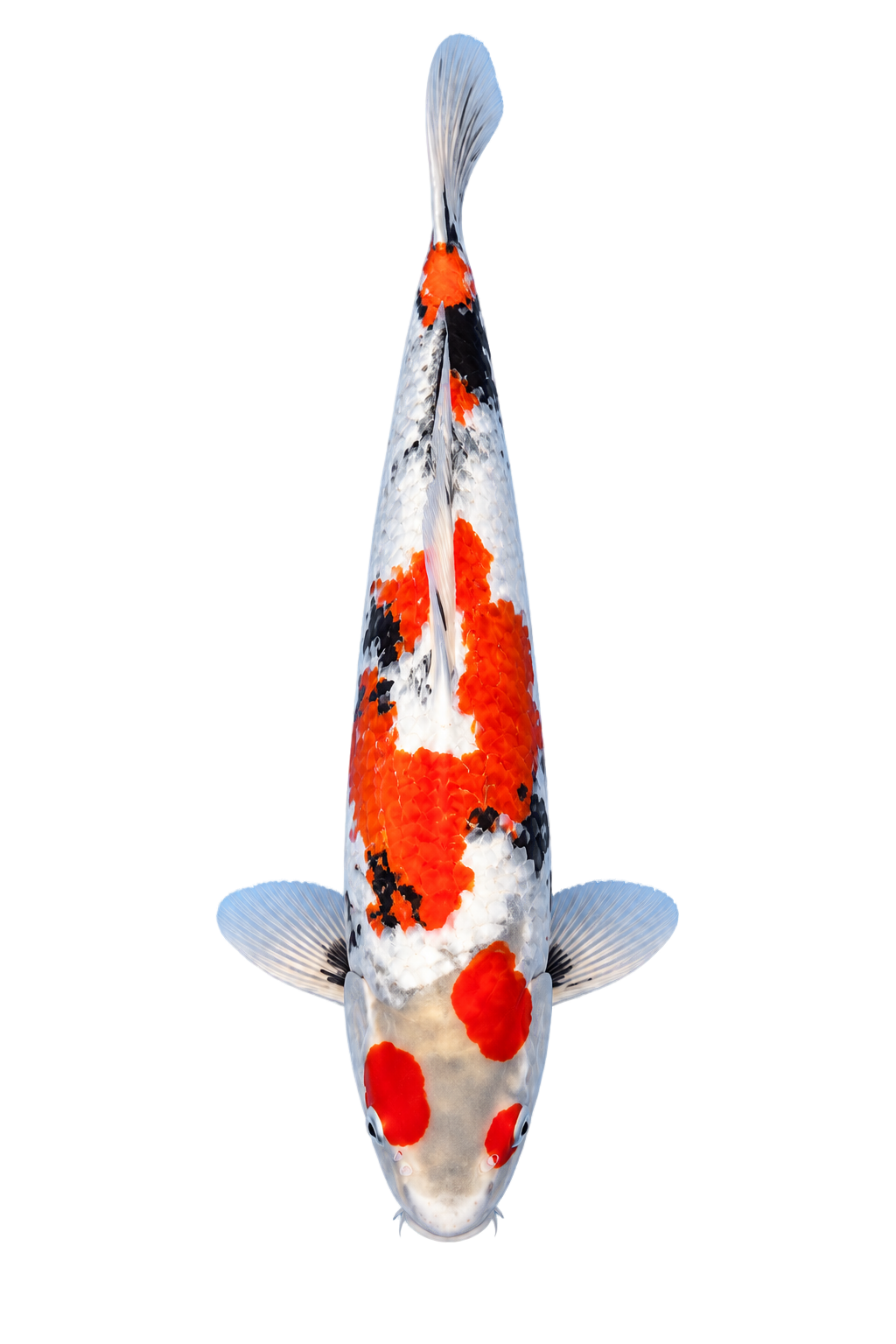 Ginrin Showa – Yagenji Koi Farm