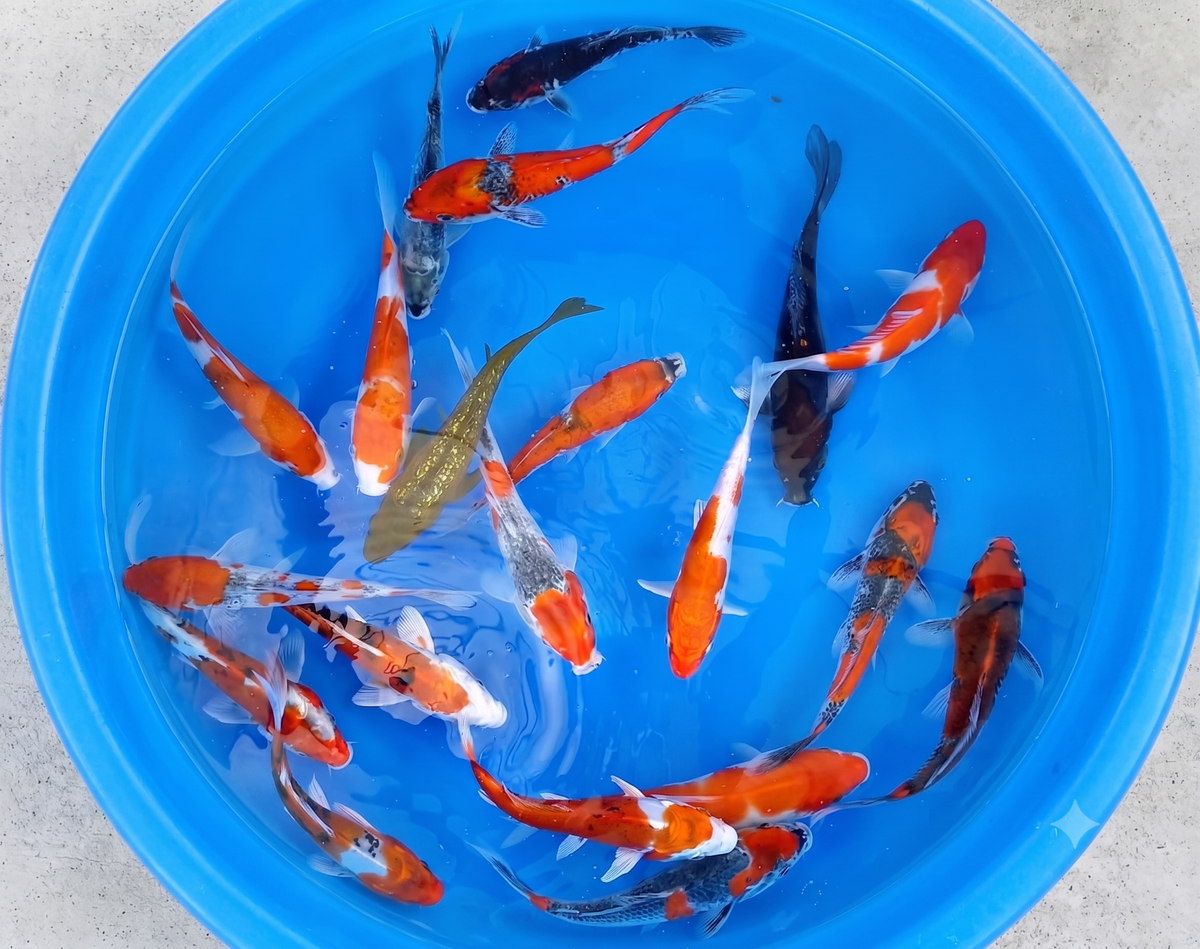 KOI TEST H YAGENGI