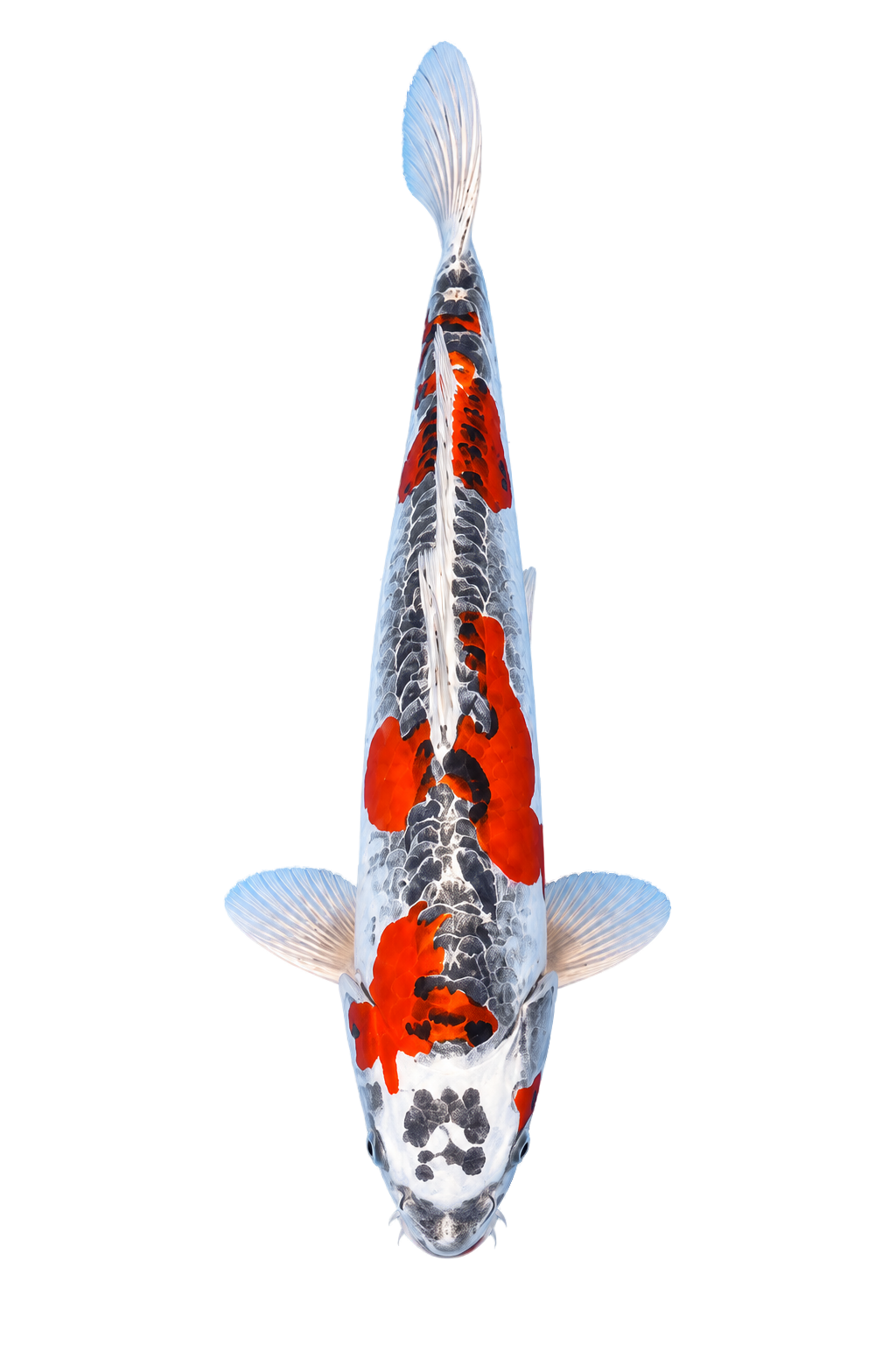 Beni Kikokuryu (Kuchibeni) – Yagenji Koi Farm