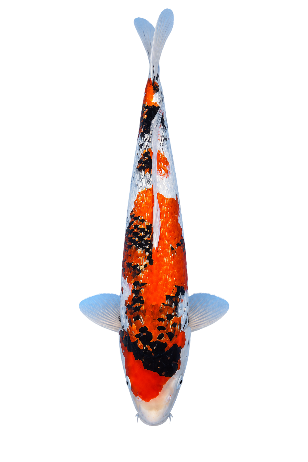 Ginrin Showa – Yagenji Koi Farm