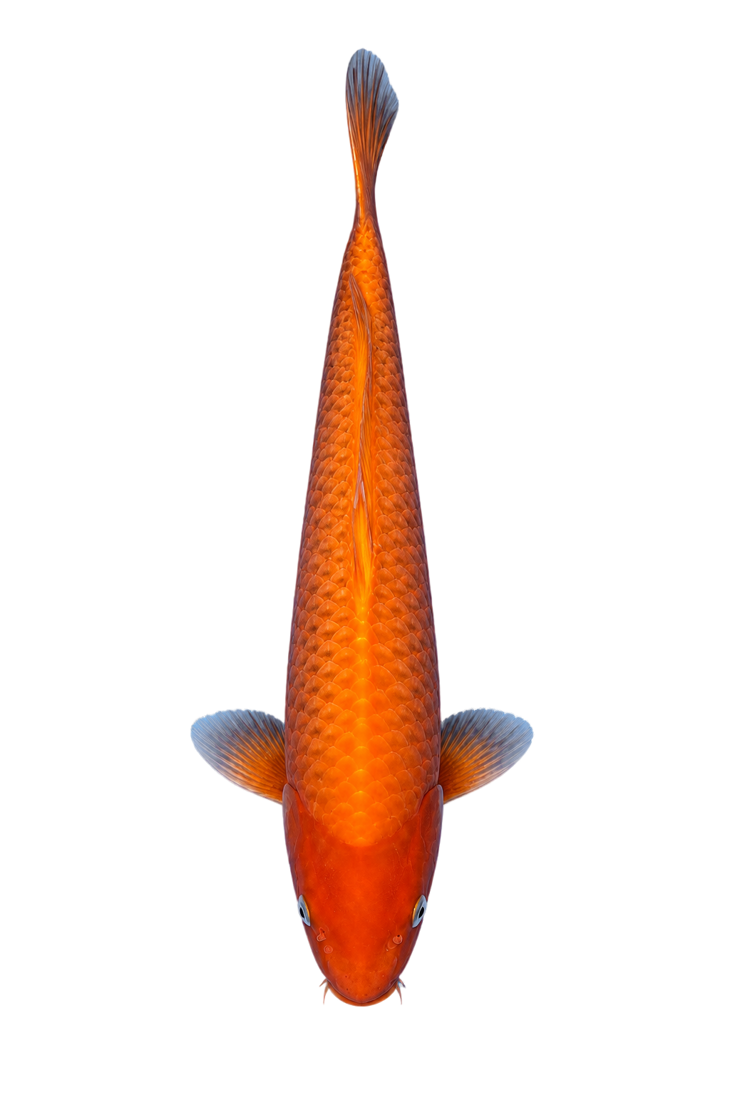 Benigoi – Yagenji Koi Farm
