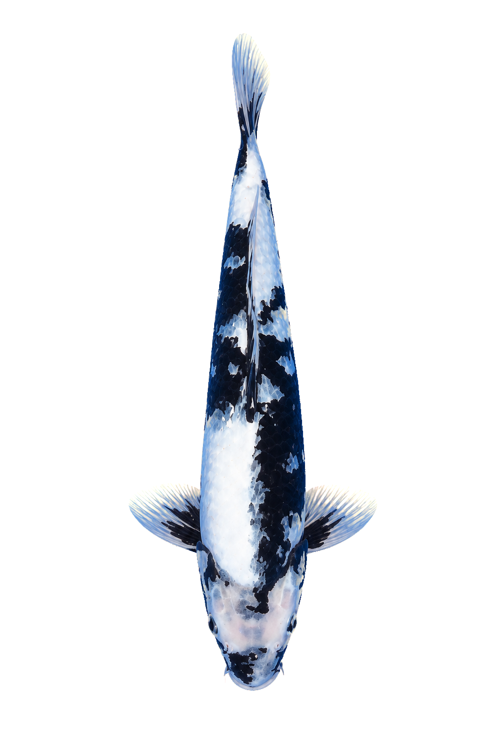 Shiro Utsuri – Yagenji Koi Farm