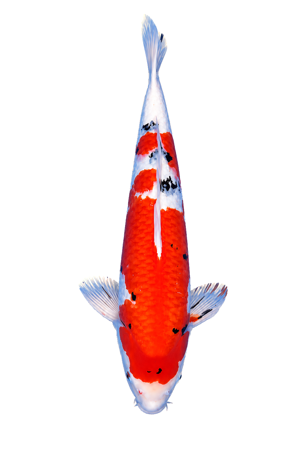 Sanke – Yagenji Koi Farm