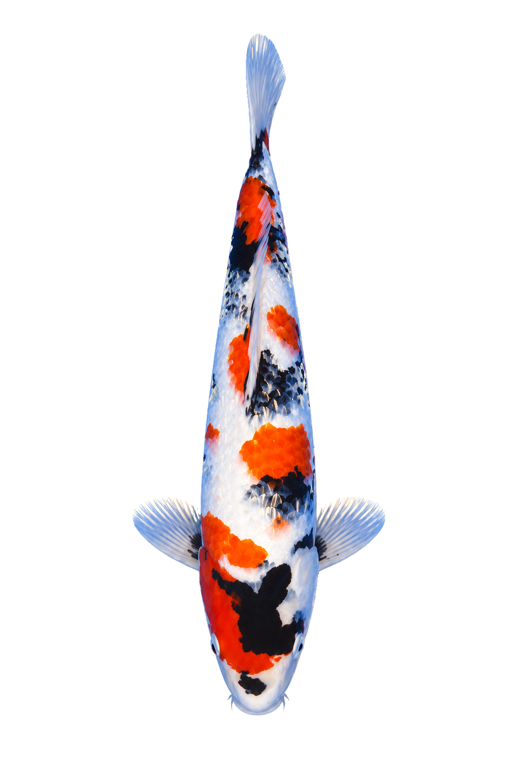 Ginrin Showa – Yagenji Koi Farm