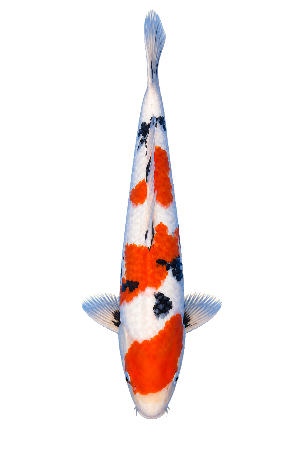 Sanke 1 – Yagenji Koi Farm