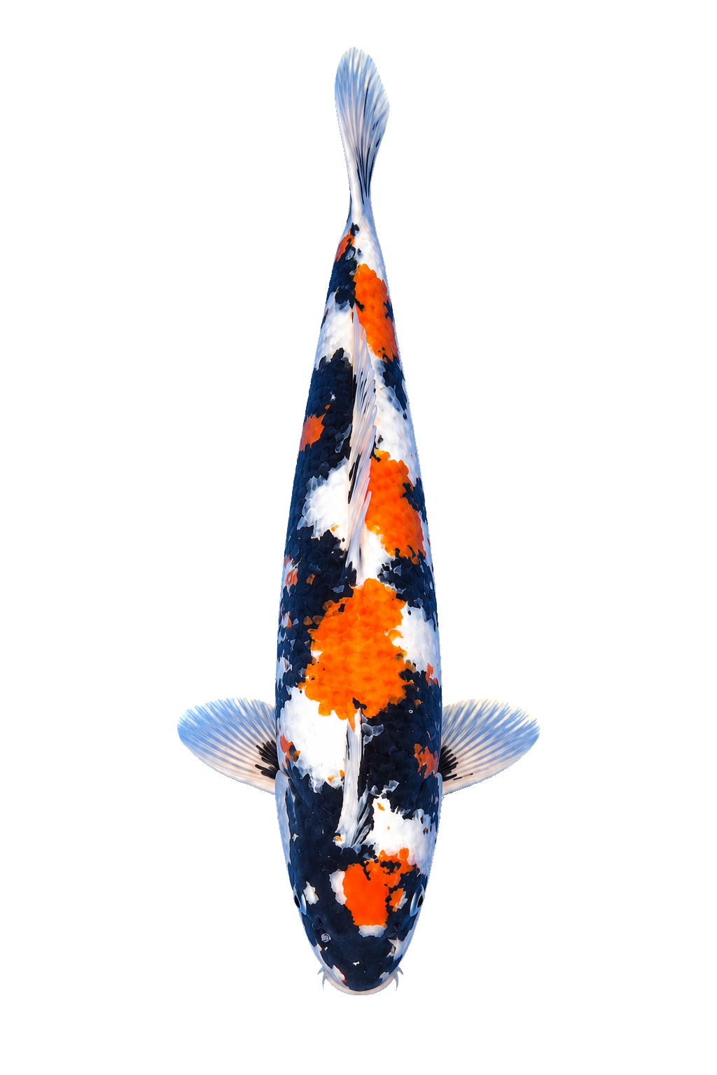 Showa – Yagenji Koi Farm