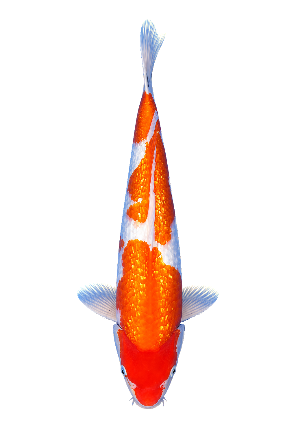 Ginrin Kohaku – Yagenji Koi Farm