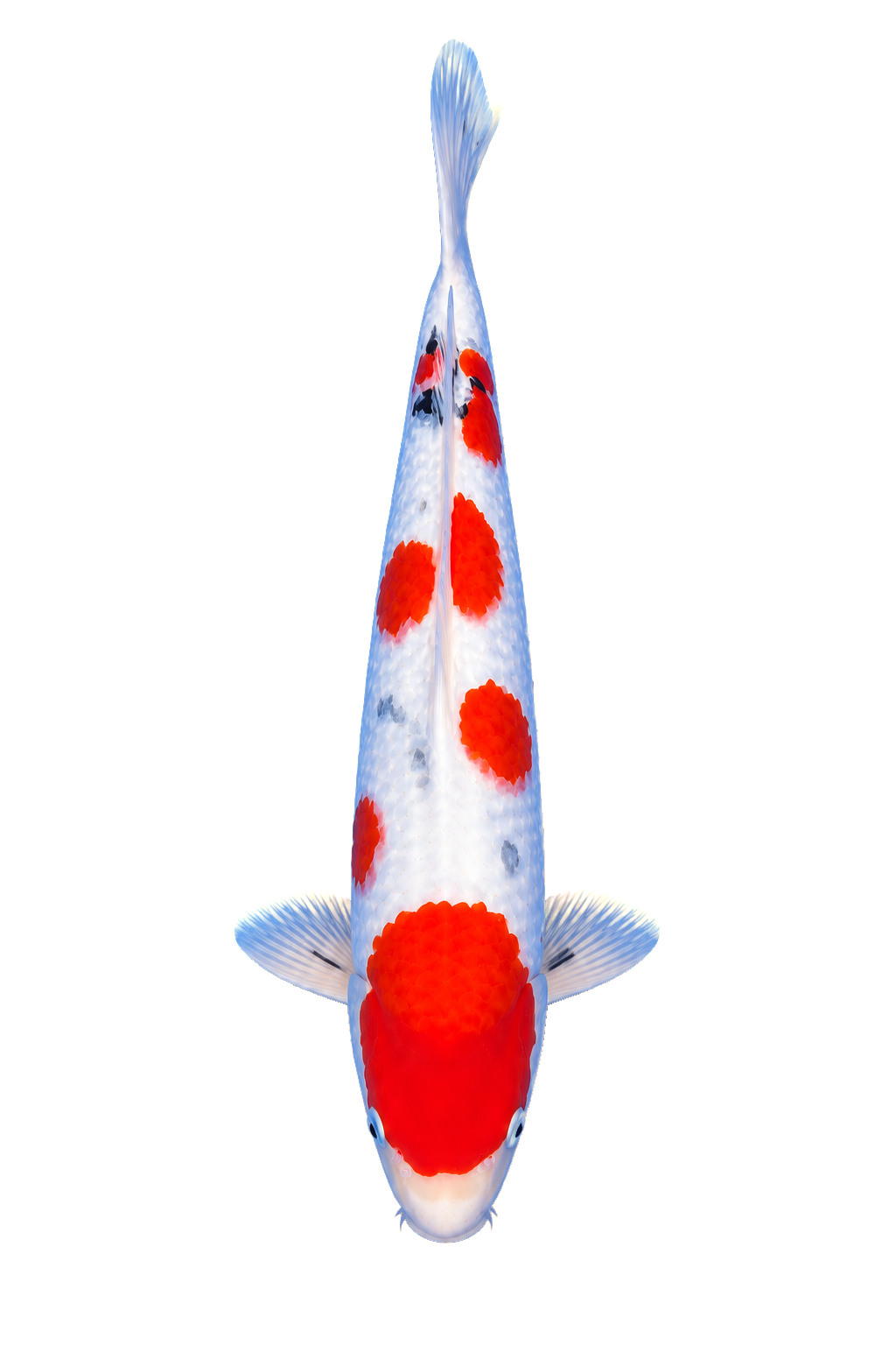 Sanke – Yagenji Koi Farm
