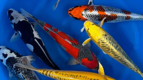 See Every Koi in Stock