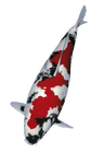 A koi fish with a classic red, white, and black (sanrio) pattern, shown swimming diagonally against a solid white background.